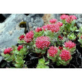 Natural Rhodiola Rosea root Extract powder 3% total Rosavins and 1% Salidroside in China